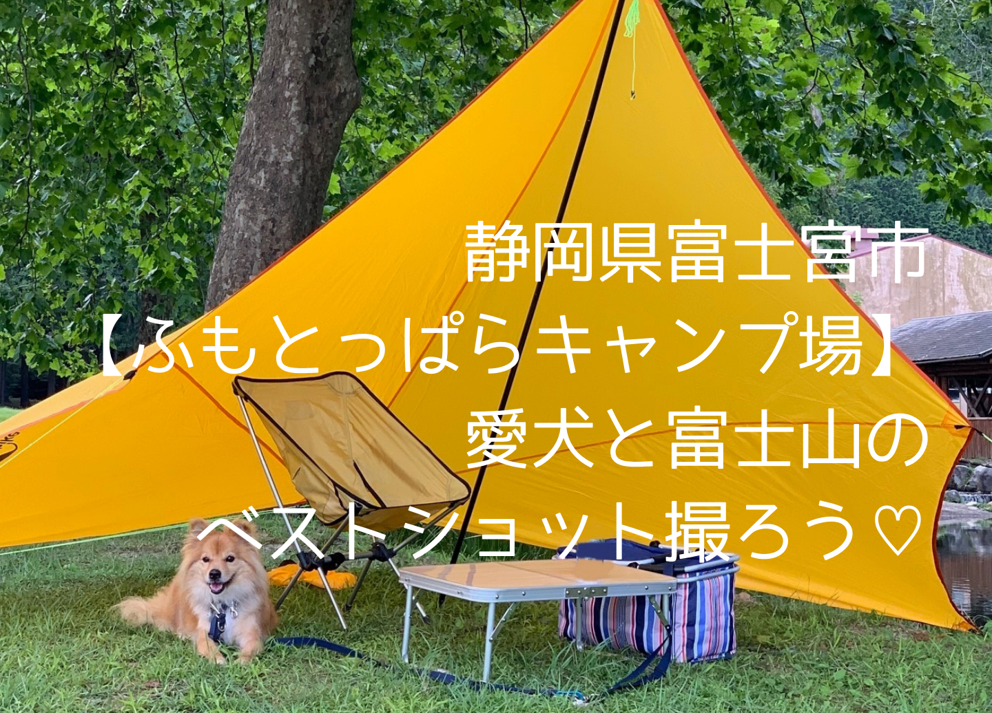 ふもとっぱらキャンプ場 愛犬 富士山でsns映え ペットokで連休でも予約できる