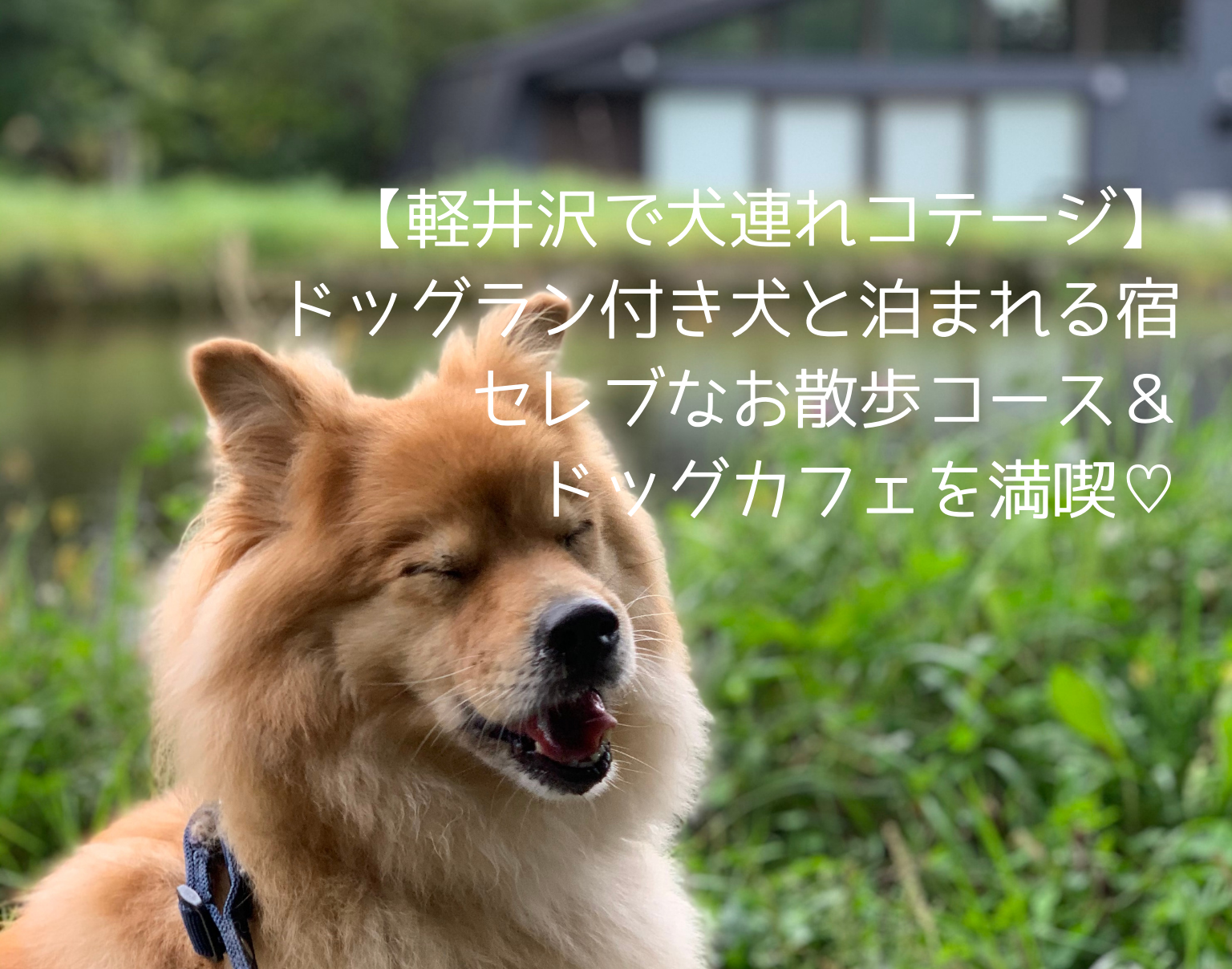 軽井沢 犬とドッグラン付コテージに泊まろう 犬連れで優雅なカフェランチも