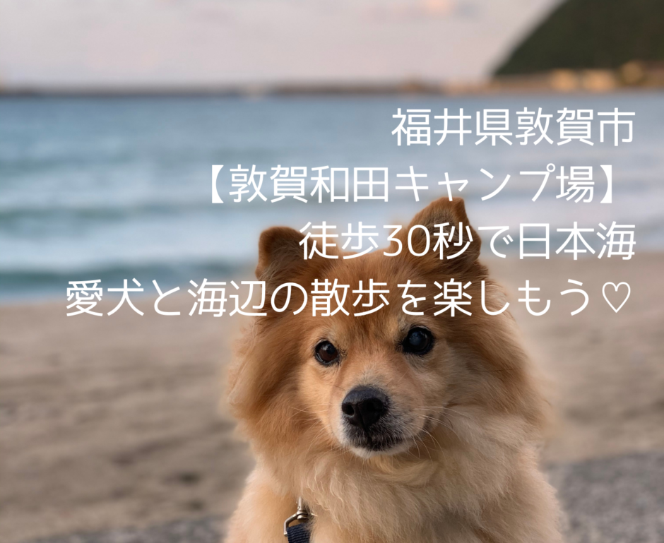 若狭和田キャンプ場 愛犬と憧れの海沿い散歩 犬連れ歓迎ソロ専用サイトの口コミも